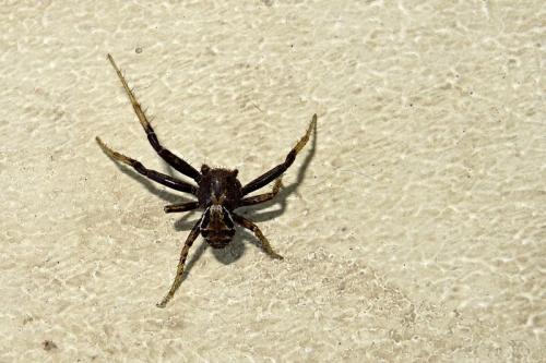 Xysticus sp.